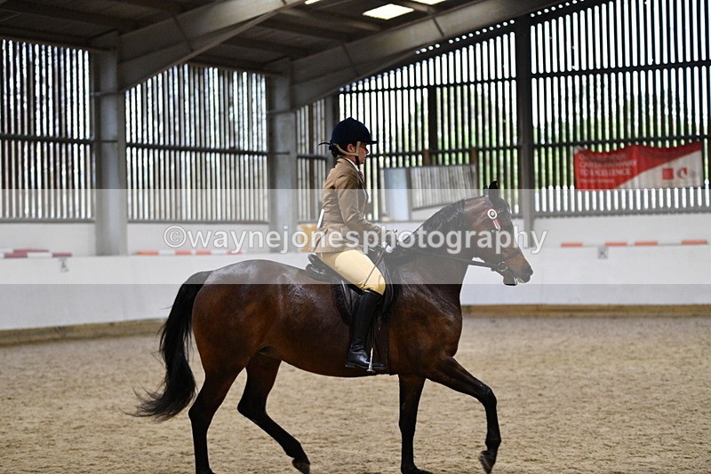 WJ5_8961 - Class 15 Ridden Show Horse
