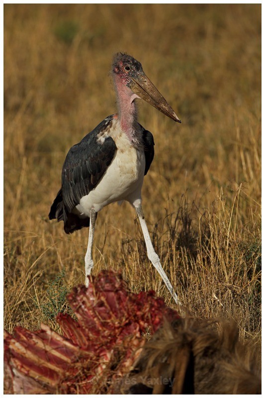 Marabou Stork Scavenging - Kenyan Safari 2013