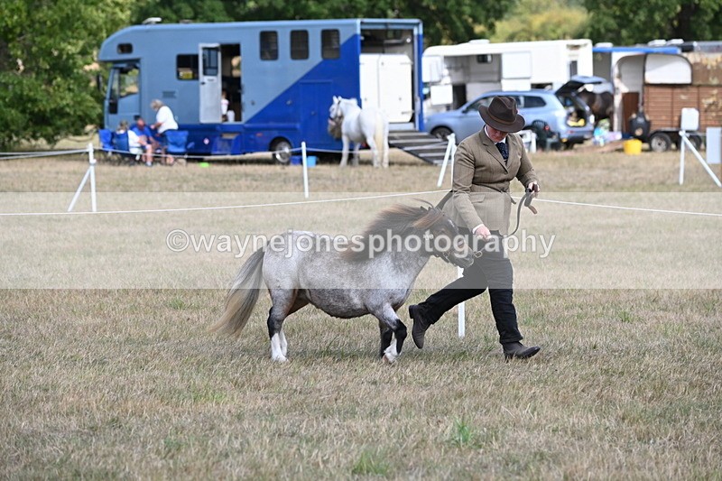 WJ6_6850 - Class 21 Shetland & Mini Horses