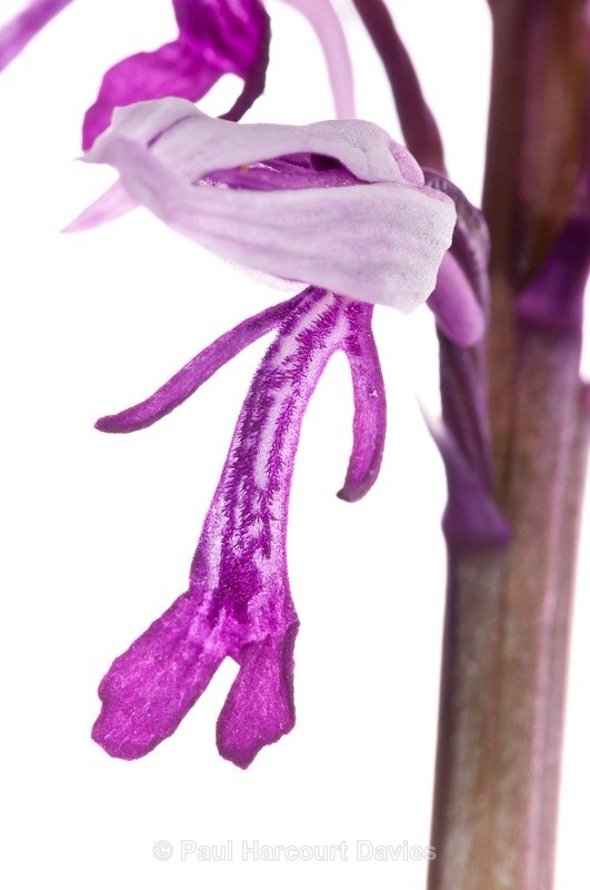  - WB: Orchids - Orchis