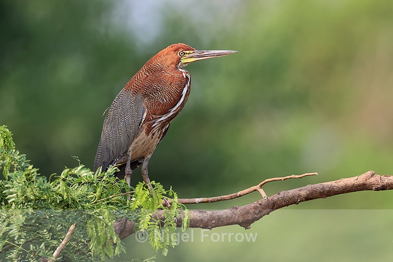 Adult Rufescent Tiger-Heron, Pantanal, Brazil - Rufescent Tiger-heron