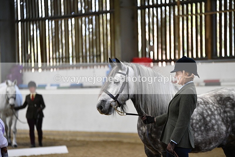 WJ5_4299 - Class 6 In hand M&M - Large Breeds