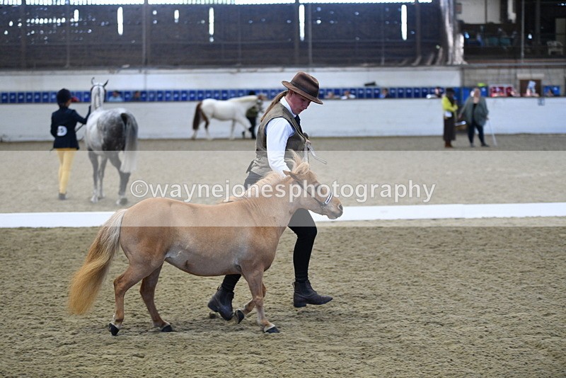 WJ5_3889 - Class 5 In Hand Veterans
