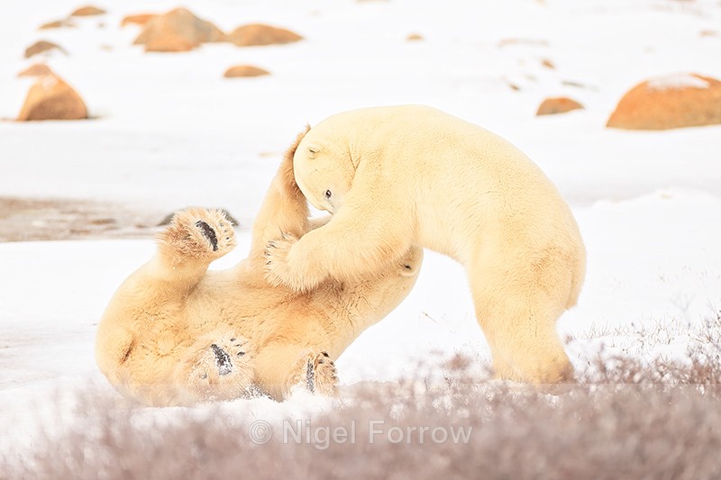 Male Polar Bear pulled over during fight, Churchill, Canada - Polar Bear