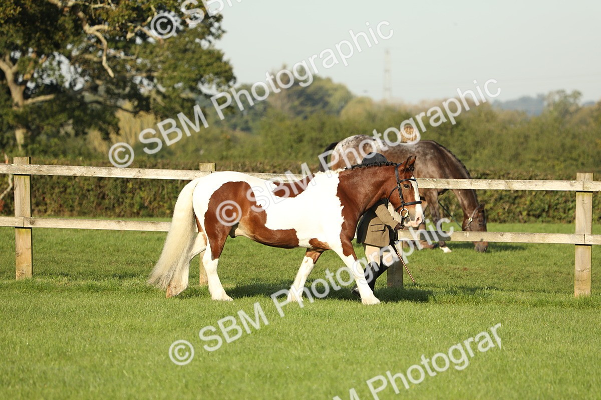 SBM_60792 - S43 - Coloured Pony In Hand