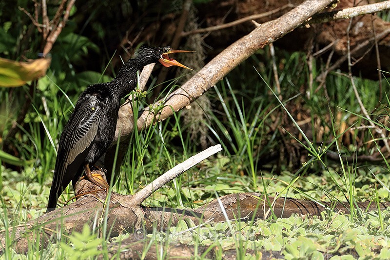 Anhinga (male) calling, Corkscrew Swamp, Florida - Anhinga