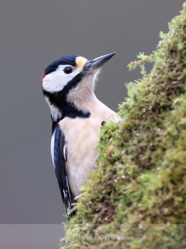 Great Spotted Woodpecker on mossy tree trunk, Otterbourne - Great Spotted Woodpecker