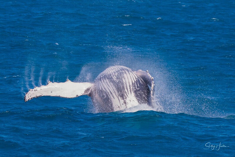 0A3A4519 - 2024 Hervey Bay Whales