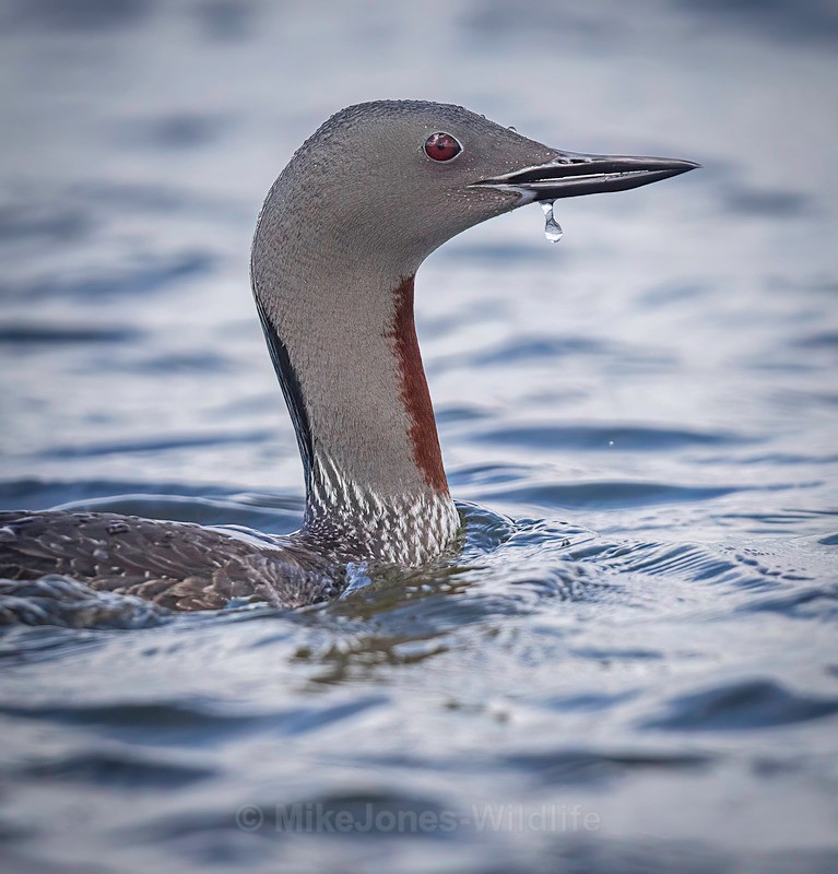 RED THROATED DIVER 4 - NEW...RED THROATED DIVERS(LOONS)