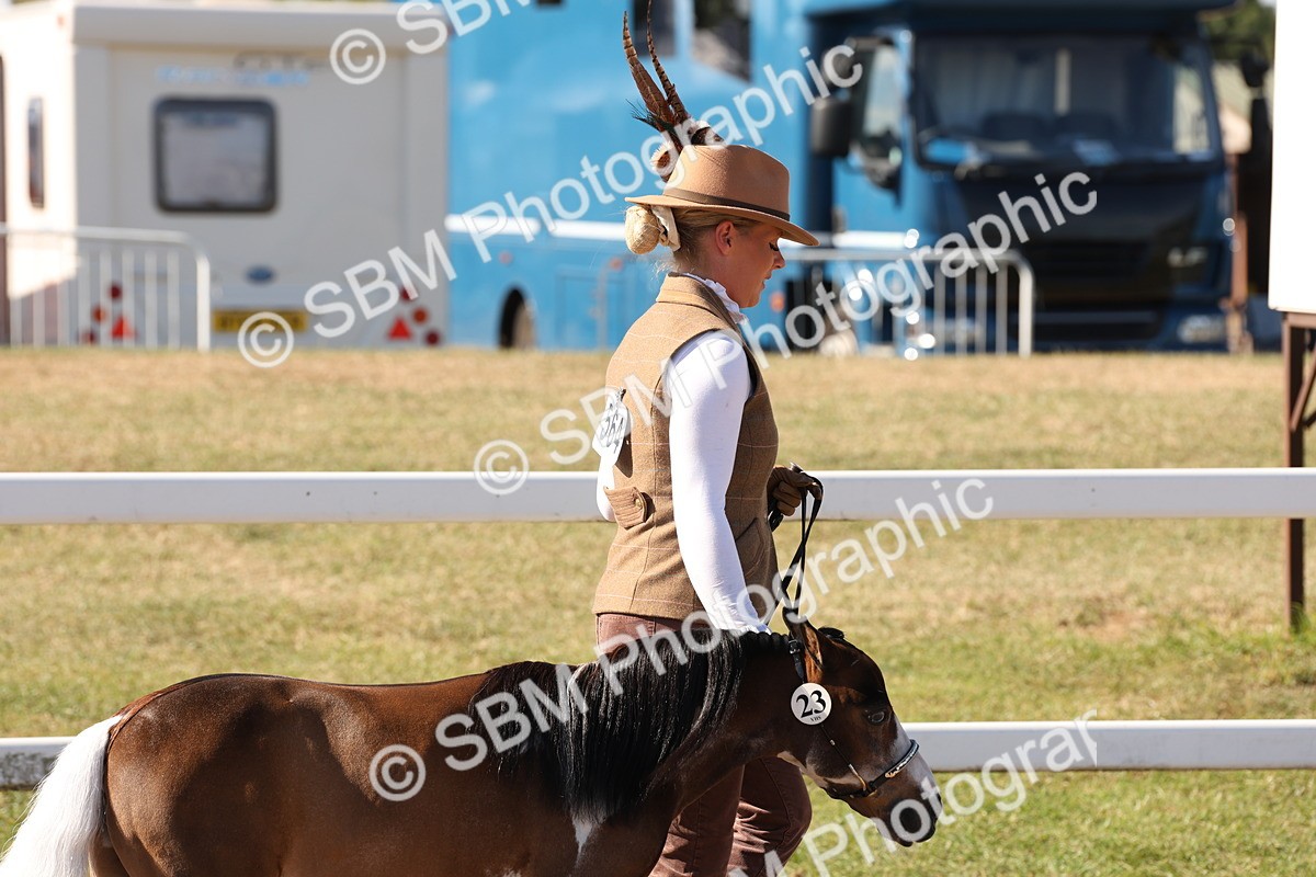 SBM_12866 - Class 206 - IH Non Show Type Pony