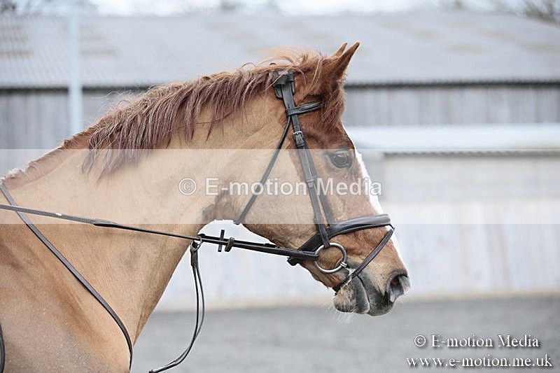 BVRC SJ 170319 338 - Bourne Valley Riding Club Showjumping 17/03/19