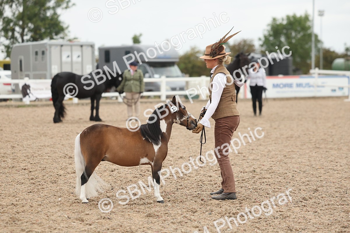 SBM_19372 - Class 317 - IH Pure Bred Horse-Pony