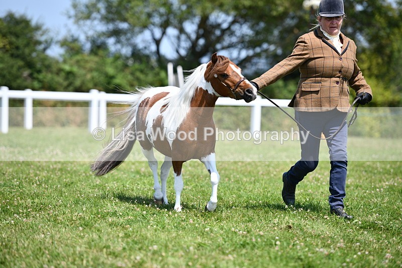 DSC_7699 - Class 64: Coloured Pony 4yrs & over
