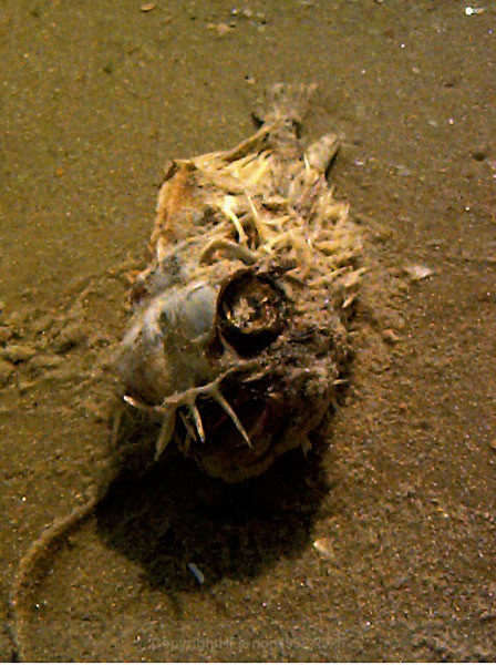  - RELICS + REMAINS 1995-2002