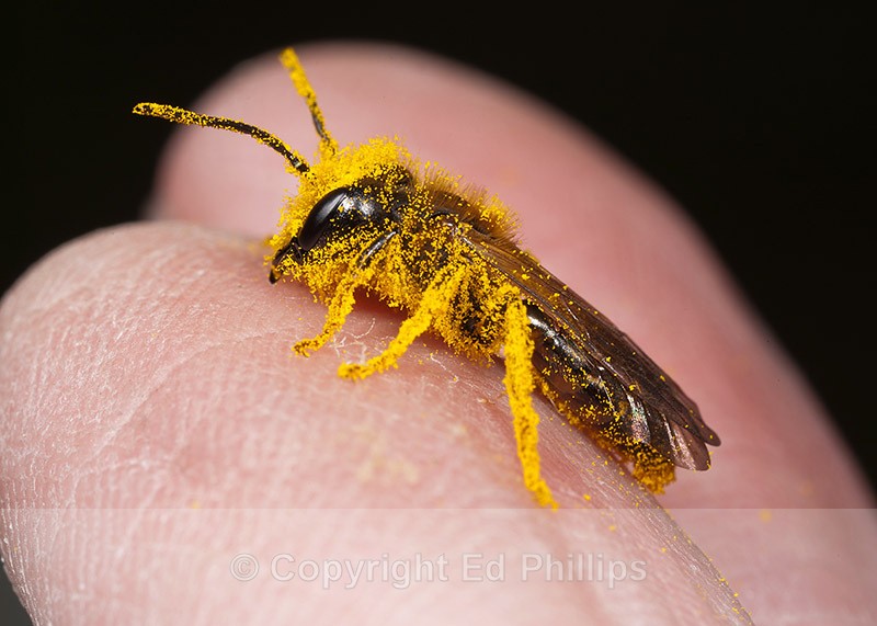 Andrena bucephala (m) - Andrena bucephala