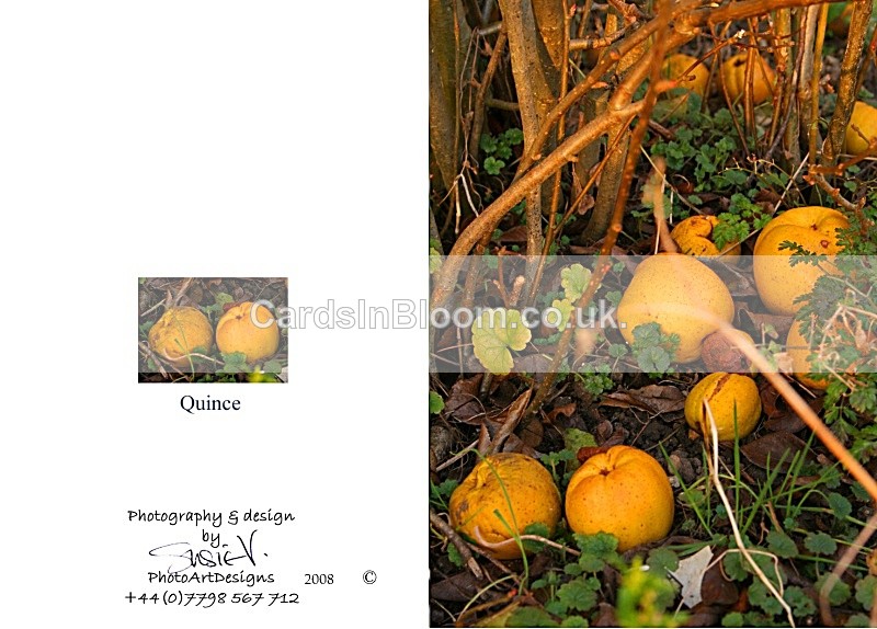 Autumn 6.  Quince - Autumn