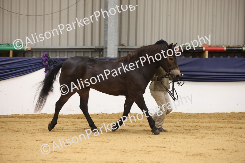 20260913-1110 - Class 110 - Bred In Other In Hand