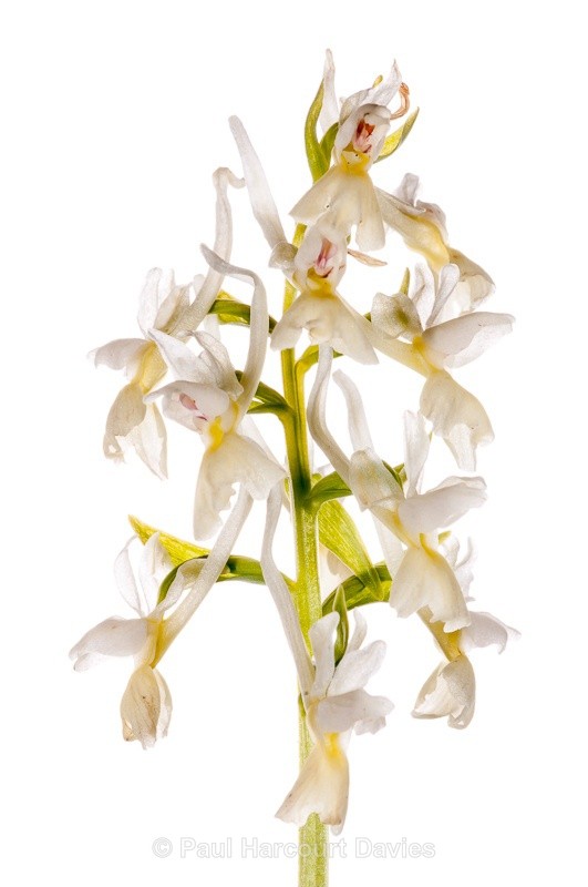  - WB: Orchids - Orchis
