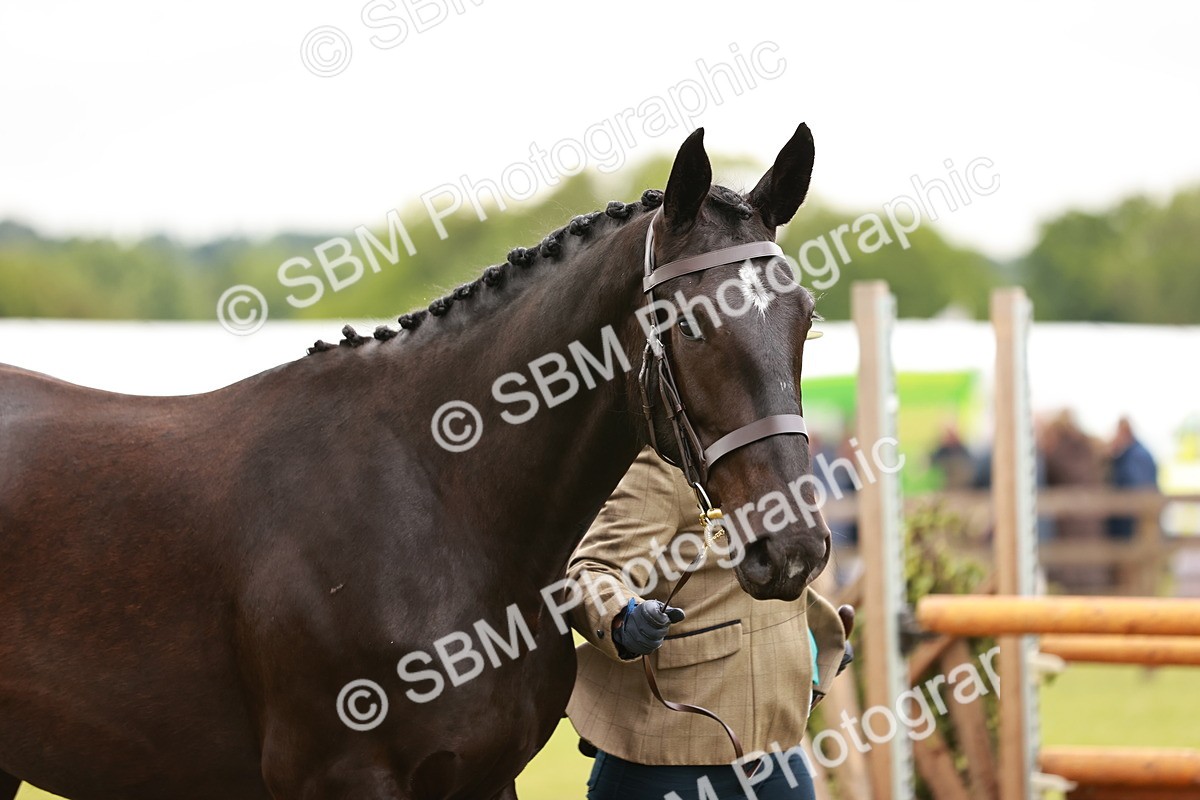 SBM_00765 - Class 26-30 Sport Horse In Hand