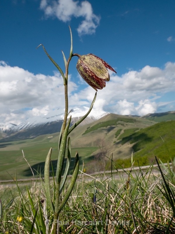 Mountain fritillary (Fritillaria montana ) - Flowers in the Landscape - 2