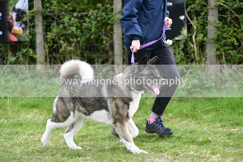 WJ5_9990 - Class 5 Best Veteran / 7 years & over