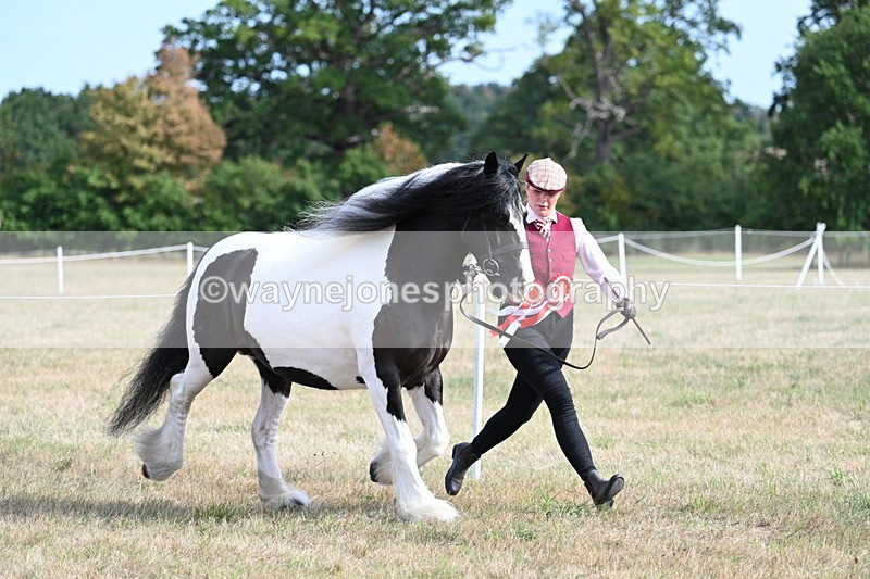WJ7_8108 - In-hand Championship