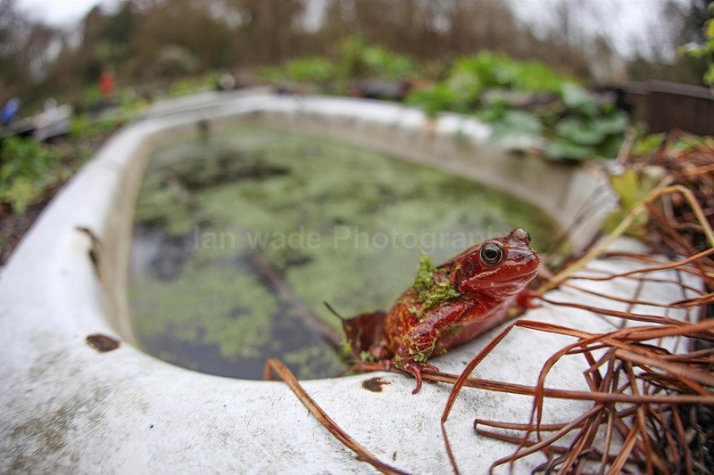 Unusual red frog near a bath tub_01 - Reptiles, amphibians & pond life, Great Britian