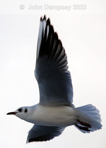 Blackheaded Gull In Winter - The Curlie