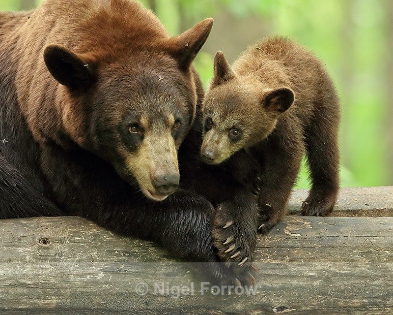 Black Bears (mother & cub), Minnesota, USA - American Black Bear