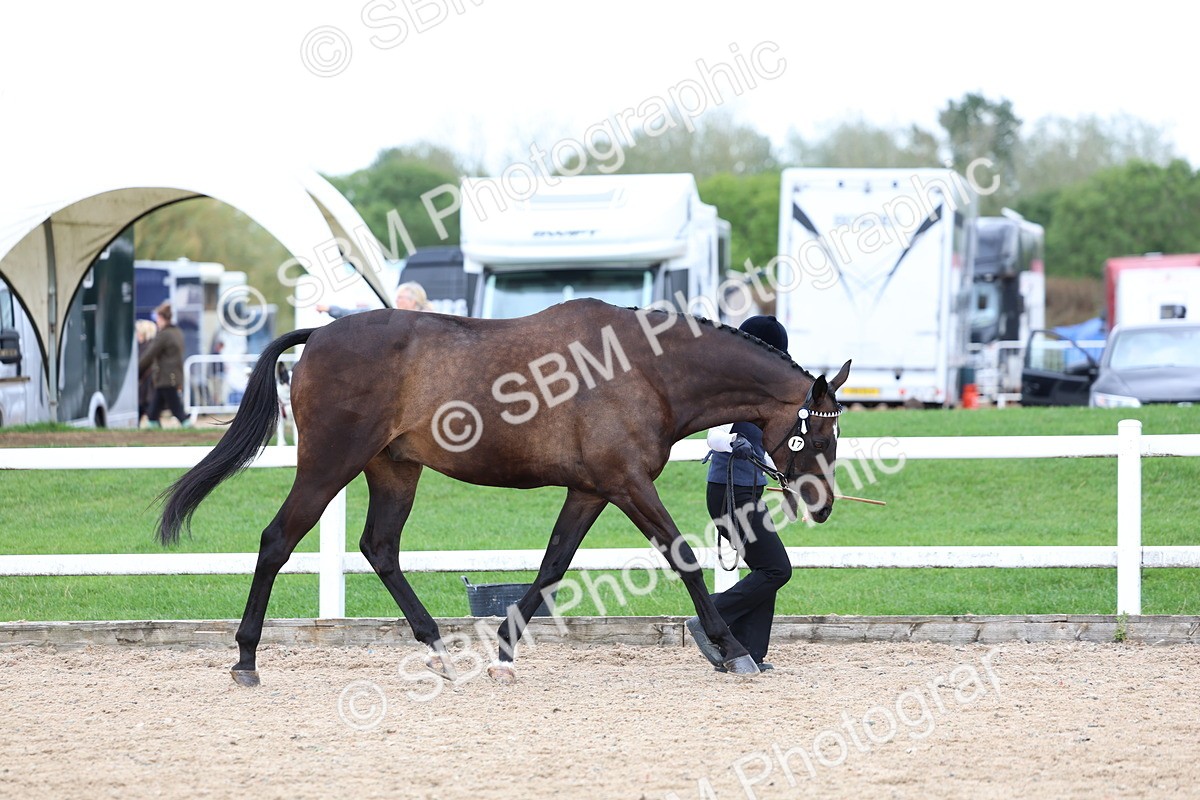 SBM_05697 - Class 28 - IH Veteran Horse