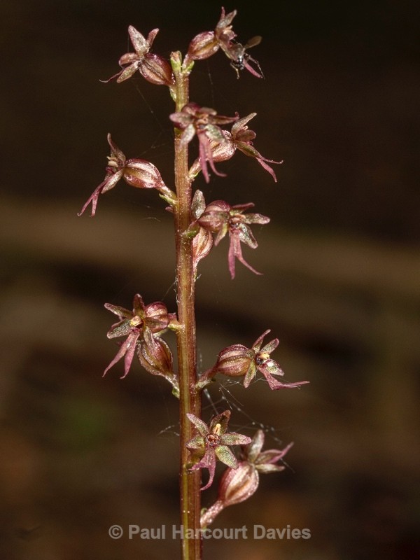 Lesser twayblade (Neottia cordata also Listera cordata) - Wild Orchids 2021