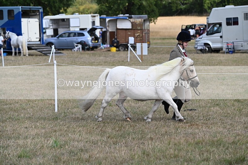 WJ6_6909 - Class 21 Shetland & Mini Horses