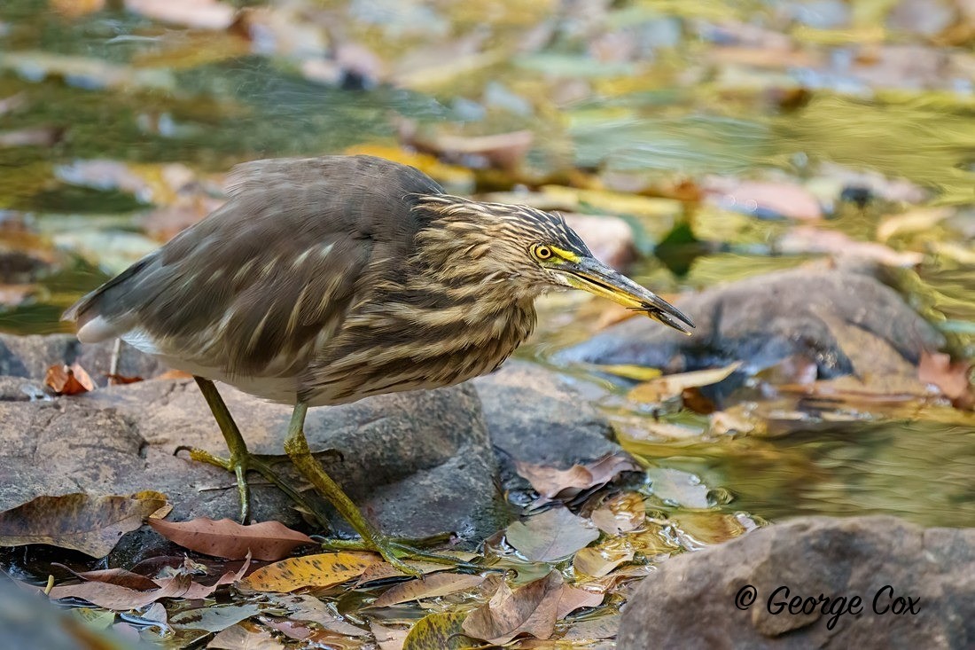 Pond Heron with Lunch - India