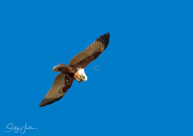 Brahminy Kite eating in flight 2