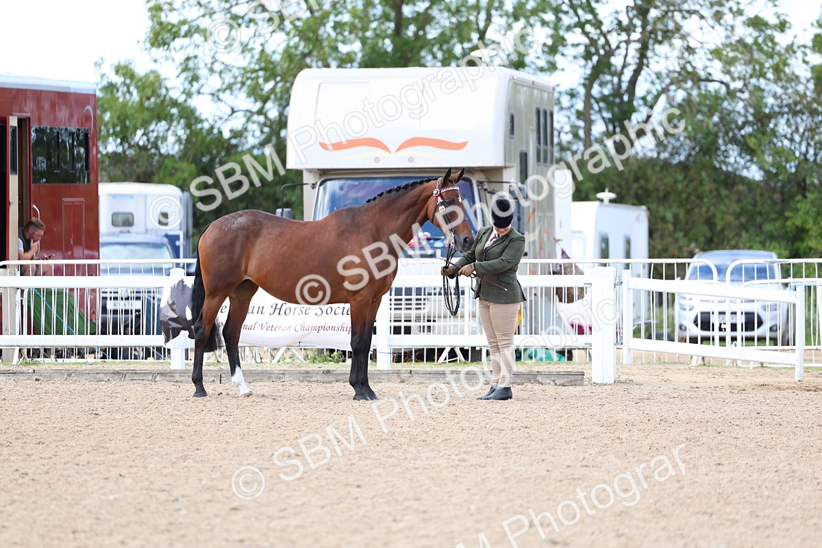 SBM_15332 - Class 312 - IH Competition Horse-Pony