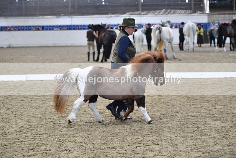 WJ5_4885 - Class 7 In hand coloured / odd coloured