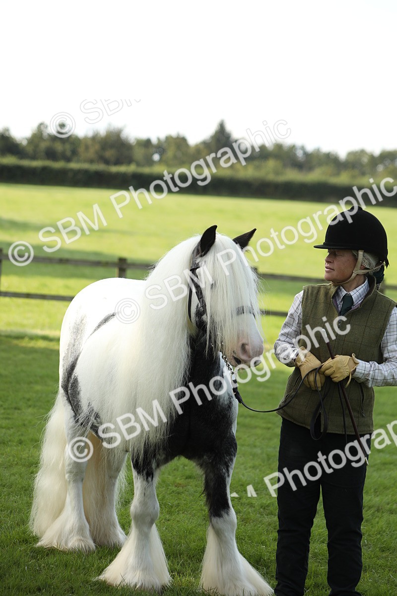 SBM_60960 - S43 - Coloured Pony In Hand