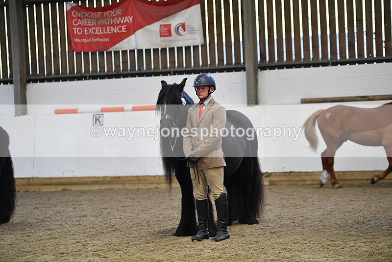 WJ5_4419 - Class 6 In hand M&M - Large Breeds