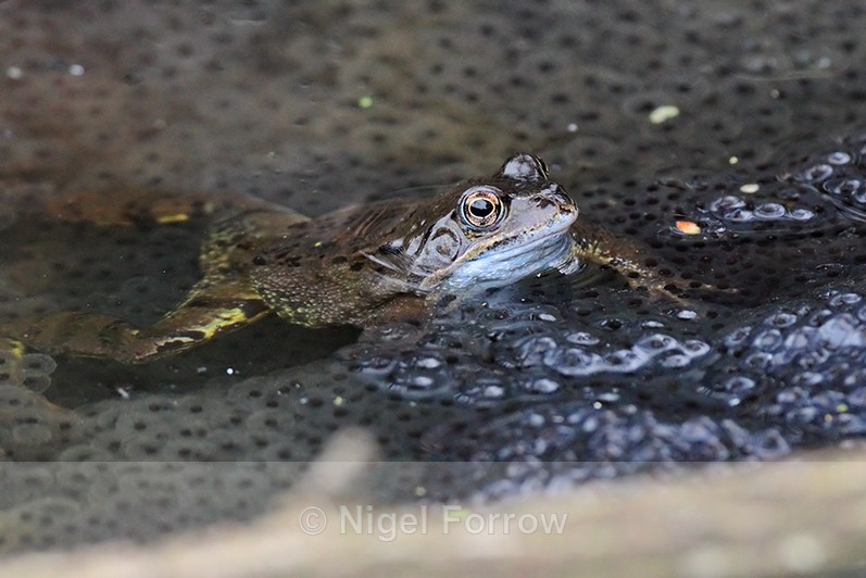 Common Frog amongst frogspawn at Otmoor - REPTILES & AMPHIBIANS