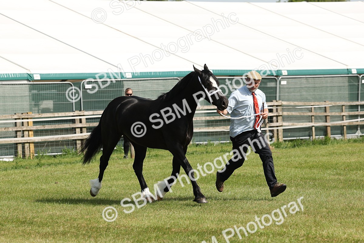 SBM_02251 - Class 6-13 - Mountatin and Moorland In Hand Welsh Breeds