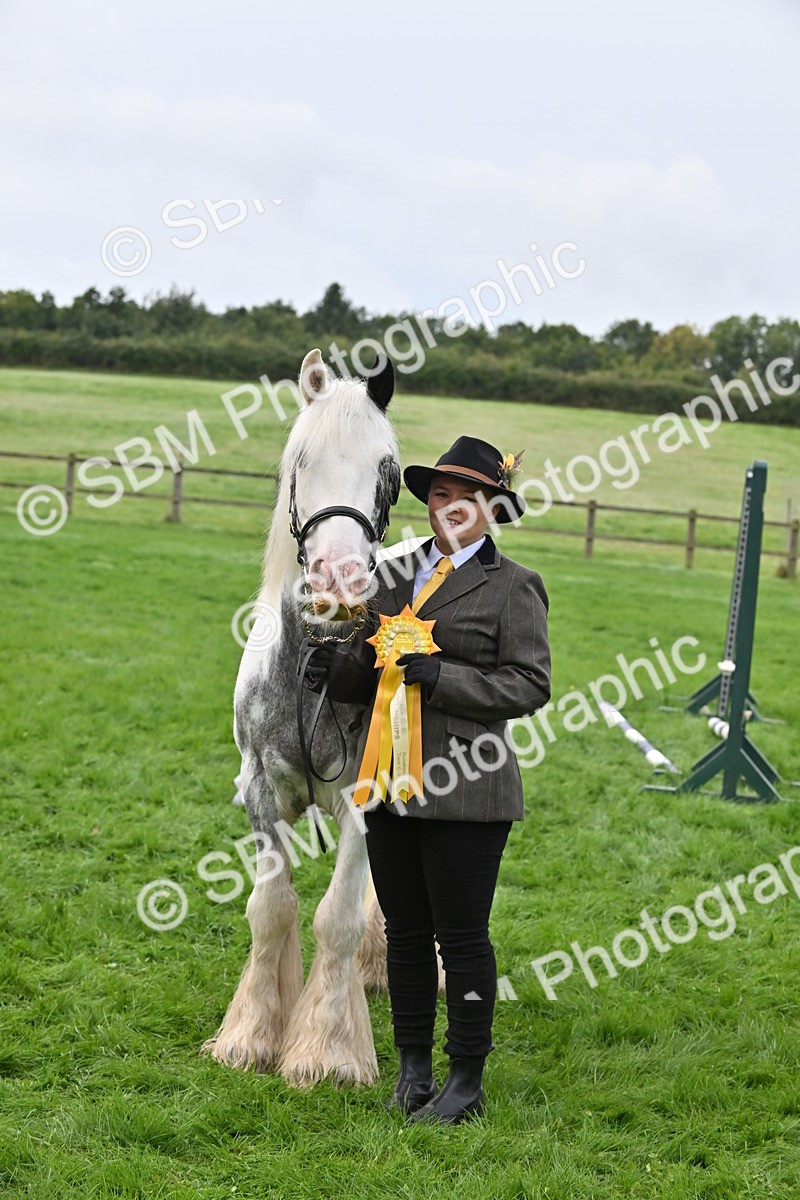 SBM_56988 - S45 - Coloured Pony In Hand