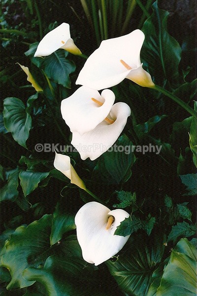  - Flowers