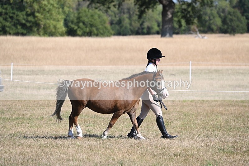 WJ6_7404 - Class 34 Judges Choice