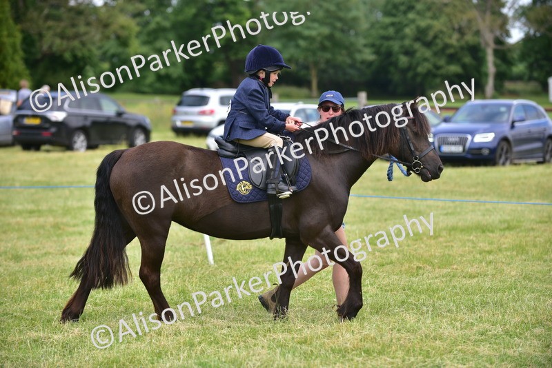 20260614-3634 - Class 15 - Prettiest Mare