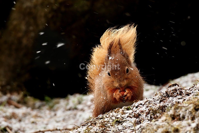  - Red Squirrel