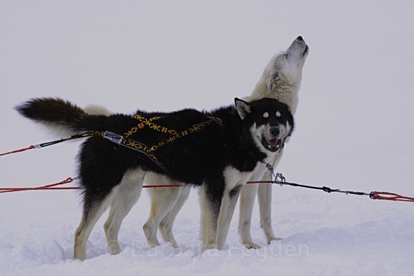 Huskies 2648a - Winter in the daylight
