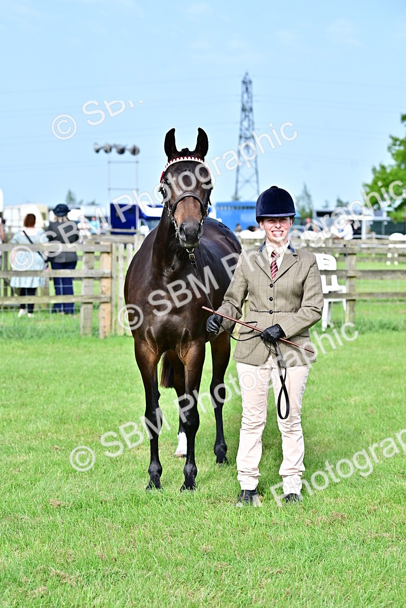 SBM_00063 - Class 46-49 - Arab and Part Bed-Anglo Arab In Hand
