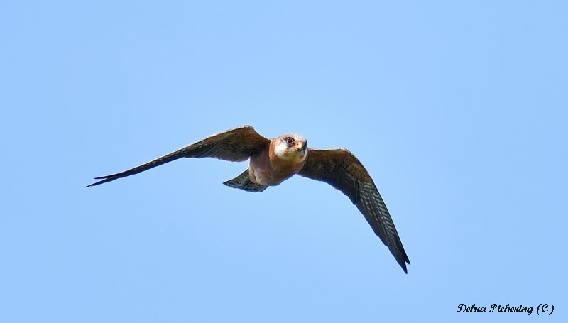 Red-footed Falcon - Birds Of Prey