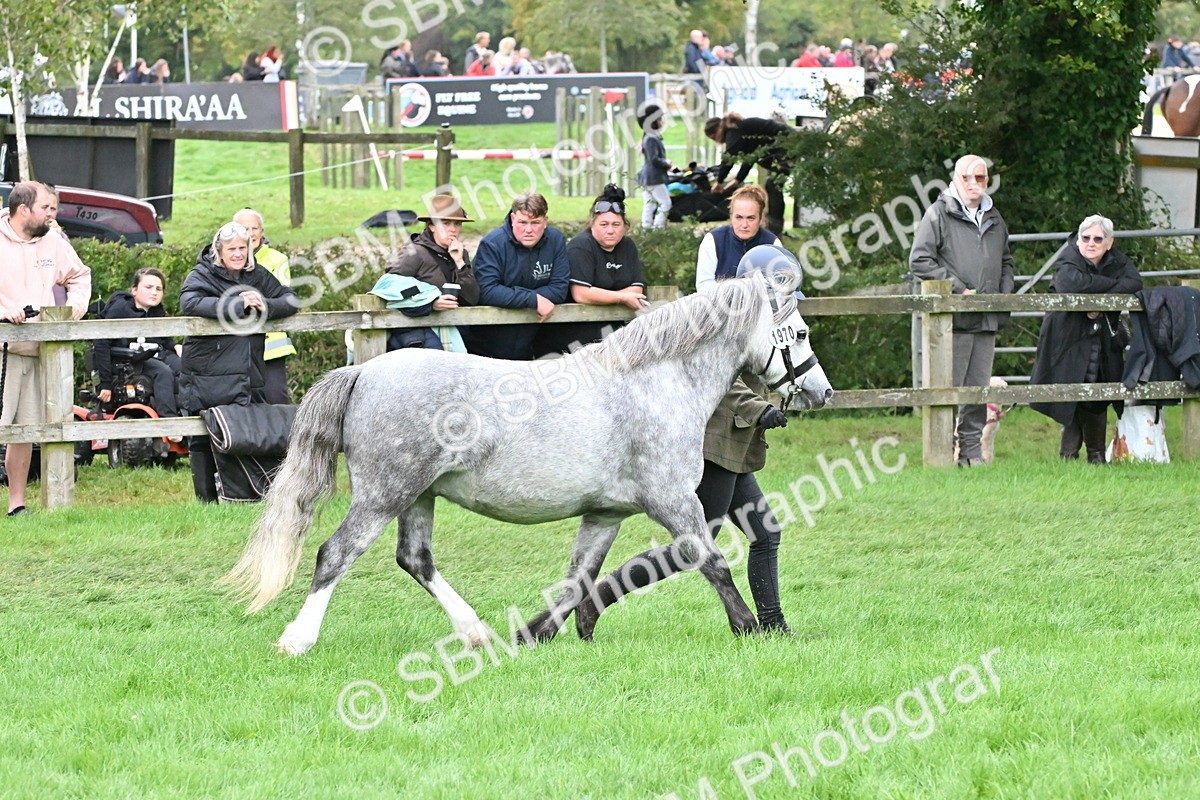 SBM_60954 - S48 - Mountain & Moorland In Hand Small Breeds