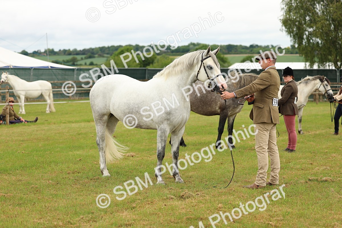 SBM_04080 - Class 64-67 - Shetland Pony In Hand